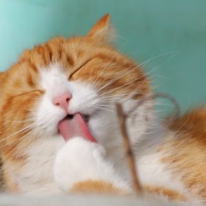 cat, pet, licking-323262.jpg